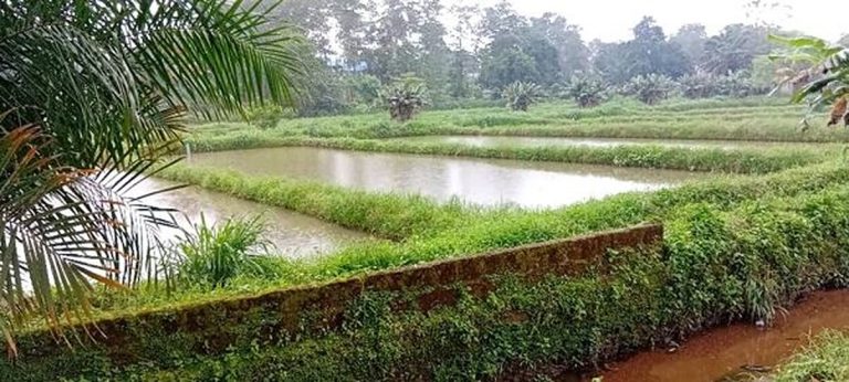 Fish ponds at the rehabilitated Fish Farming Experimental Station in Bo